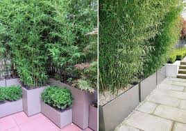 Bac en fibre de verre. Bambou En Pot Brise Vue Naturel Et Deco Sur La Terrasse