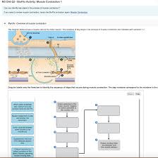 Solved M3 Ch6 Q3 Bioflix Activity Muscle Contraction 1