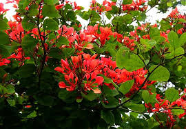 Image result for Bauhinia galpinii