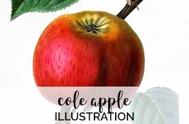 We offer you for free download top of apple fruit picture clipart pictures. Apple Fruit Clipart By Enliven Designs Thehungryjpeg Com