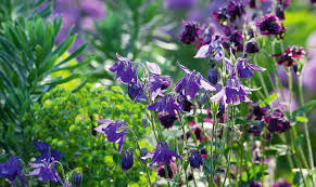 Image result for Aquilegia vulgaris `Tower Mix`