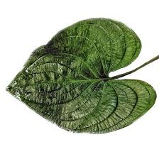 Image result for Cyanastrum