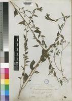 Image result for Pouzolzia guineensis