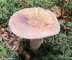 Image result for Russula polyphylla