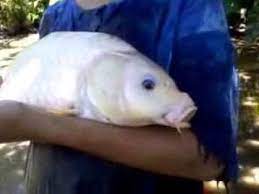 Waktu jam mulai lomba adalah jam 09.30 waktu yang sudah lumayan siang dan panas, tetapi beliau tidak kendor dan semangat terus meracik umpan yang akan ia gunakan untuk senjata pamungkas dalam memancing ikan mas. Ikan Mas Putih Karappe Youtube