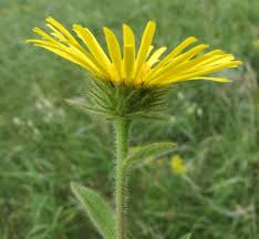 Image result for Pentanema indicum