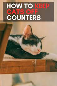 How To Keep Cats Off Counters Cats Funny Cute Cats Cat Love Quotes