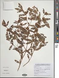 Image result for Eriosema psoraleoides