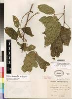 Image result for Allophylus ferrugineus