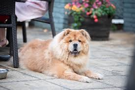 Watch your favourite fox tv shows in the uk on sky, virgin media, talktalk now tv, tvplayer. The Fox Pelican Fuller S Pub And Restaurant In Grayshott Hindhead