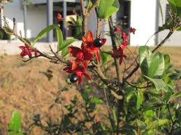 Image result for Ochna kirkii