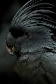 Black Parrot Aves Aves Raras