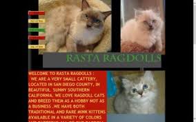 Ragamitts ragdolls is located in san diego california. San Diego County California Ragdoll Cat Breeders Directory O Kitty