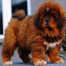 Chinese Fire Red Tibetan Mastiff For Sale Adoption From Calgary Alberta Alberta Athabasca Adpost Com Tibetan Mastiff Puppy Mastiff Puppies Fluffy Dog Breeds