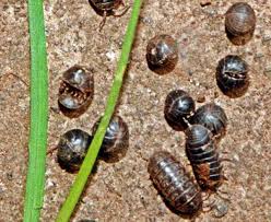View our latest collection of free pill bug png images with transparant background, which you can use in your poster, flyer design, or presentation powerpoint directly. Is There A Nontoxic Way To Control Pill Bugs Ask An Expert Oregonlive Com