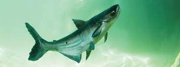 Www Speciesonthebrink Org Wp Content Uploads 20