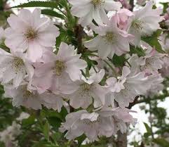 Image result for Prunus