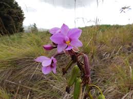 Image result for Satyrium crassicaule