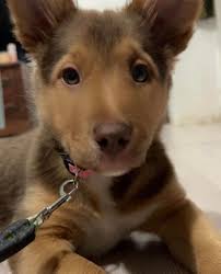 The Strand wins best of Naples three years