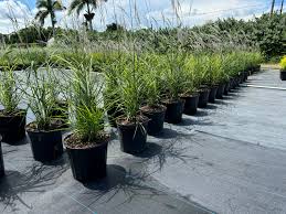 Image result for Miscanthus violaceus