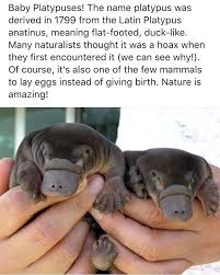 Pin By Yeet Yeet Ska Deet On Memes My Love Baby Platypus Mammals Puggle