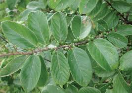 Awolowo leaf or akintola leaf should not be taken by pregnant women… it has a possible likelihold of causing miscarriage, pregnancy loss, low birth weight or congenital abnormalities in the inborn baby. Handbook Of African Medicinal Plants