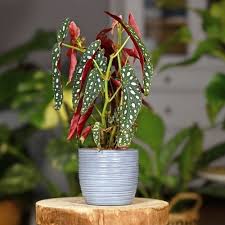 To water propagate your begonia all you have to do is partially submerge the stem in water leaving the leaves sticking out. How To Care For And Propagate Begonia Maculata Sprouts And Stems