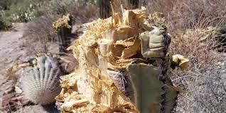 Rangers seek help after several saguaro cactuses found cut down in Saguaro  National Park