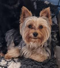 Happy to be in a lovely group with lovely dogs, this is my dog Albie  🐾🐾🐾🐾