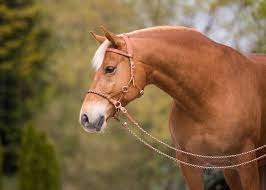 Widest selection of essential equine supplies at affordable prices Gebisslos Reiten So Gelingt Es