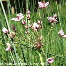 Image result for Kohautia ramosissima