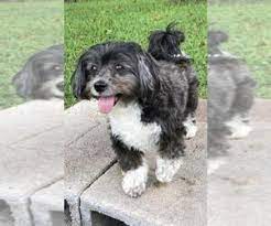 Our team of experts is here to help you choose a puppy that suits your lifestyle and. Havanese Dogs For Adoption In Florida Usa Page 1 10 Per Page Puppyfinder Com