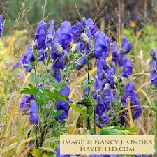 Image result for Afrocanthium vollesenii