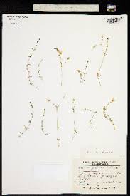 Image result for Cerastium octandrum