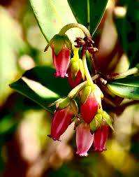 Image result for Platylepis glandulosa