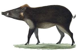 Die bevölkerung konzentriert sich im südwesten um makassar und im norden um manado, kota gorontalo, poso, palu und luwuk. Portrait Javanisches Pustelschwein Der Beutelwolf Blog
