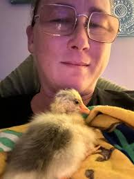 A chick has hatched with its eyes closed a limpy leg? Anything I can do to  help it. It's about 12 hours old