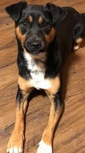 Black And Tan Jack Russell Terrier Mix Pin By Lost Dogs Mn On Dogs Losing A Dog Dogs Dog Ages