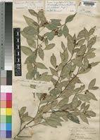 Image result for Rinorea angustifolia