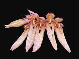 Image result for Bulbophyllum longiflorum