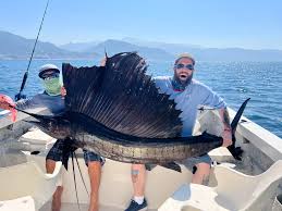 Image result for sailfish