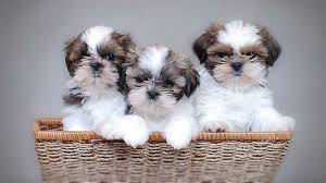Jun 25, 2021 · their long, silky, fluffy coats will dust the floor if they're not trimmed—if you've ever seen a shih tzu before and after it's been to the groomer, it's like seeing two different dogs! Shih Tzu Price Temperament Life Span