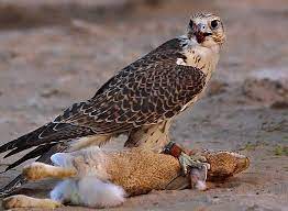 صقور الصيد صيد الارانب صيد الارانب بالصور صور مقناص صور صقور قنص falcon hunting peregrine falcon peregrine