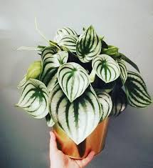 Watermelonpeperomia Has Become One Of My Favorite Houseplants Olivrahomedecor Watermelonpeperomia Peperomiaargyreia Crazyplant Pretty Plants Plants Diy Plants