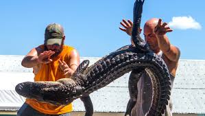 Chinese Alligator - Wikipedia