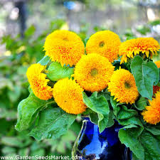 Jual bibit matahari sunflower little leo. Biji Bunga Matahari Dwarf Ganda Helianthus Annuus Fl Pl 90 Biji Garden Seeds Market Bebas Biaya Kirim