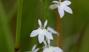 Mine has two inch green leaves with 5 'points' the flower is has 5 petals and is yellow under the yellow flower, the. Spiked Lobelia Prairie Pollination
