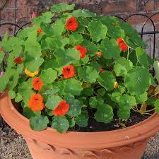 Image result for Nasturtium