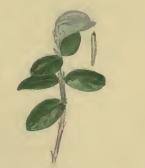 Image result for Teleiodes sequax