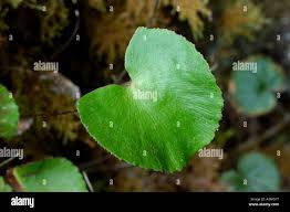 Image result for Adiantum reniforme